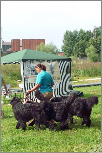 Фото: ньюфаундленд Talula Bell (Талула Белл), ньюфаундленд Tselogo Mira Malo iz Arkaima (Целого Мира Мало из Аркаима), ньюфаундленд Tsentr Mirozdaniya iz Arkaima (Центр Мироздания из Аркаима)