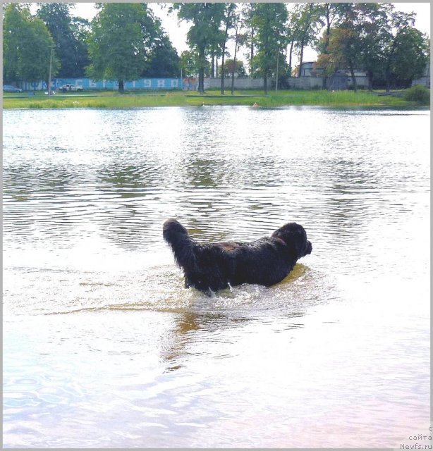 Фото: ньюфаундленд Tselogo Mira Malo iz Arkaima (Целого Мира Мало из Аркаима)