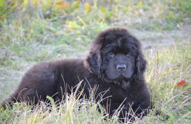 Фото: ньюфаундленд Simbad Pokoritel' Morey (Симбад Покоритель Морей)