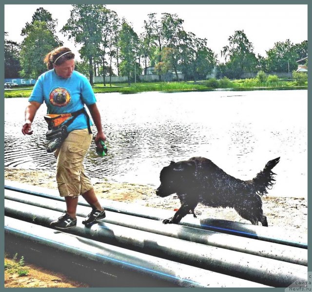 Фото: ньюфаундленд Tselogo Mira Malo iz Arkaima (Целого Мира Мало из Аркаима), Anna Kovalyova (Анна Ковалёва)