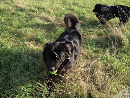 Фото: ньюфаундленд Bonni Flayt (Бонни Флайт)