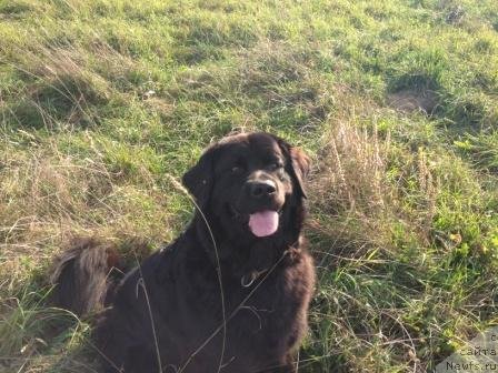 Фото: ньюфаундленд Bonni Flayt (Бонни Флайт)