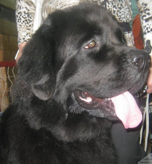 Фото: ньюфаундленд Fiamettahauz Nusakan (Фиаметтахауз Нусакан)