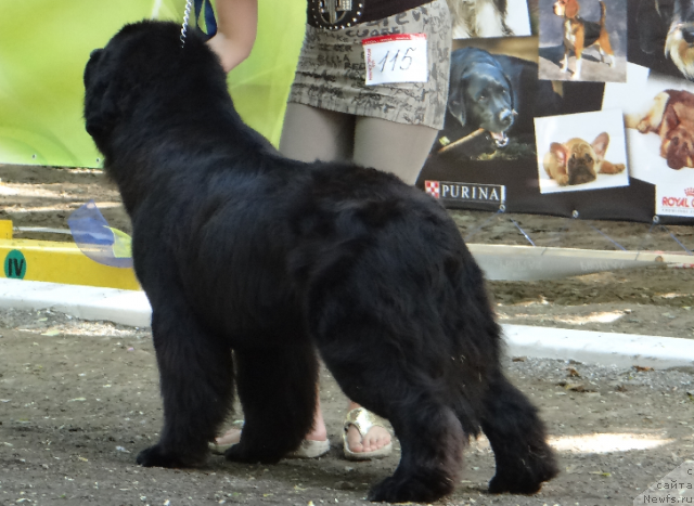 Фото: ньюфаундленд Lexus Grend Boss (Лексус Гренд Босс)