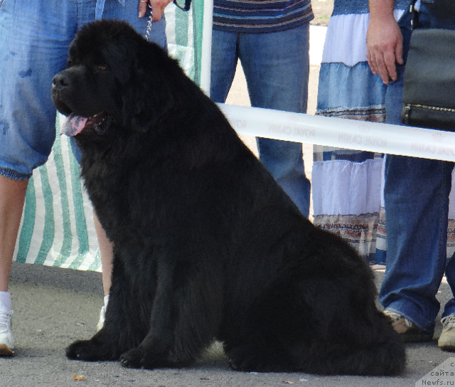 Фото: ньюфаундленд Lexus Grend Boss (Лексус Гренд Босс)