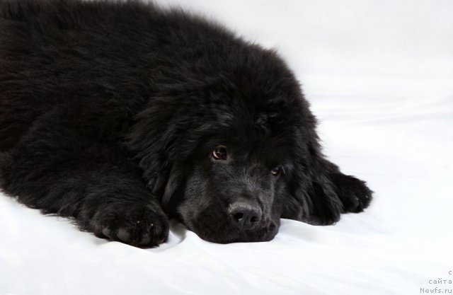 Фотография № 106257