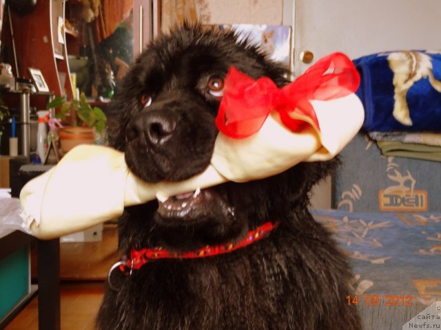 Фото: ньюфаундленд Ryesh (Рэш)