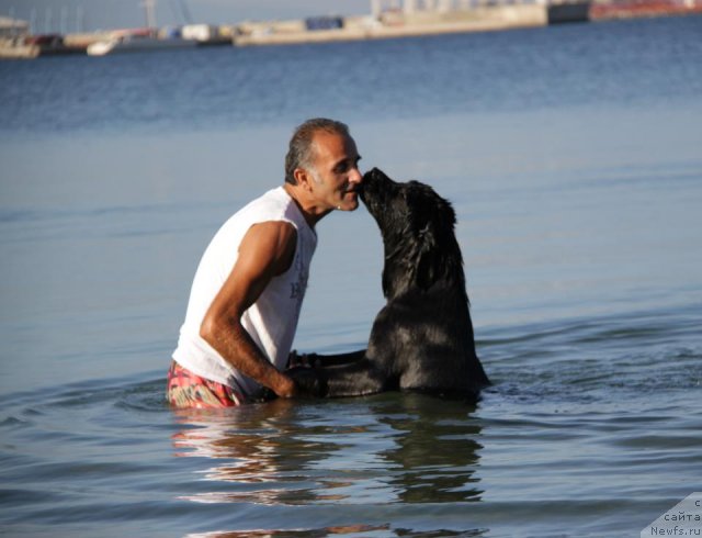 Фото: ньюфаундленд Dar Svezy Bona Fides (Дар Свезы Бона Фидес)