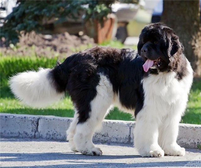 Фото: ньюфаундленд Chatkantarra Taro