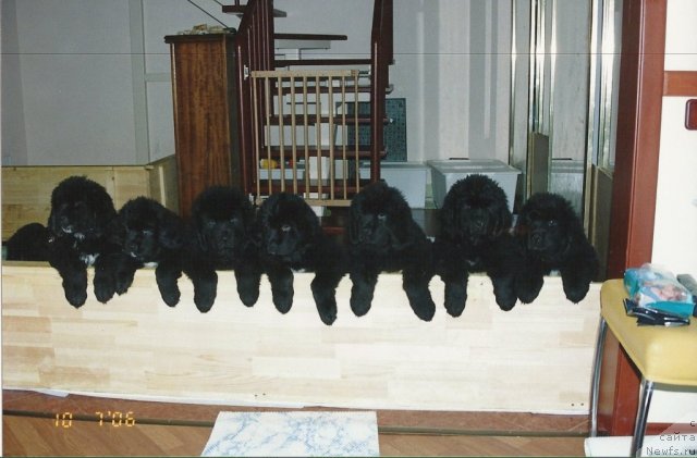 Фото: щенки, ньюфаундленд Daniyella Grand Byebi of  ze Blek Graf (Даниэлла Гранд Бэби оф  зе Блек Граф)