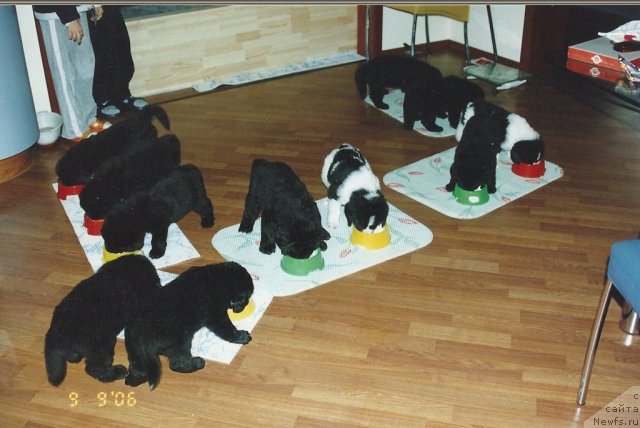 Фото: щенки, ньюфаундленд Daniyella Grand Byebi of  ze Blek Graf (Даниэлла Гранд Бэби оф  зе Блек Граф)