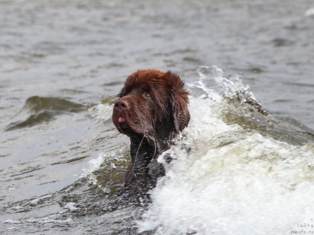 Фото: ньюфаундленд Obush SHed YAntarnyiy Poceluy (Обуш Шед Янтарный Поцелуй)
