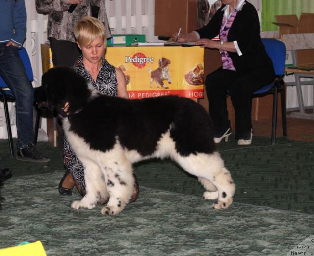 Фото: ньюфаундленд Eros Faundland