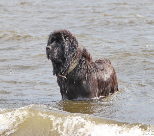 Фотография № 106290