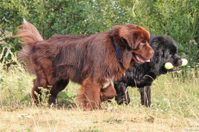 Фото: ньюфаундленд Obush SHed YAntarnyiy Poceluy (Обуш Шед Янтарный Поцелуй), ньюфаундленд N'yufort Lapochka Dochka (Ньюфорт Лапочка Дочка)