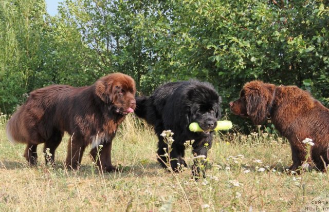 Фото: ньюфаундленд Obush SHed YAntarnyiy Poceluy (Обуш Шед Янтарный Поцелуй), ньюфаундленд N'yufort Lapochka Dochka (Ньюфорт Лапочка Дочка), ньюфаундленд N'yufort Rover Braun (Ньюфорт Ровер Браун)