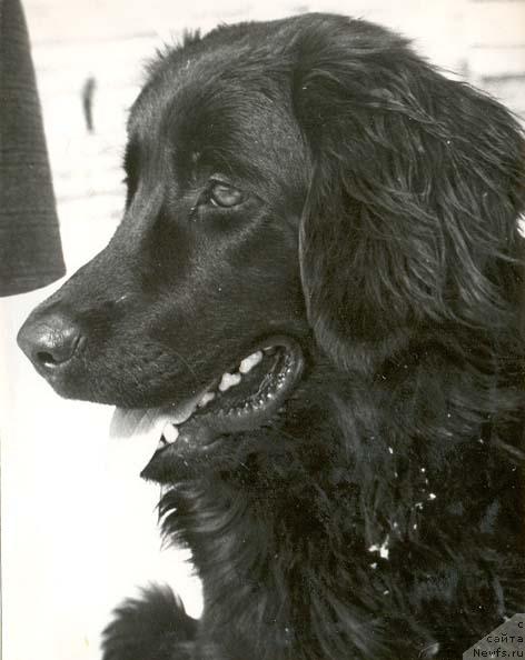 Фото: ньюфаундленд Fedora (Федора)