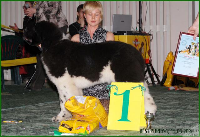 Фото: ньюфаундленд Eros Faundland