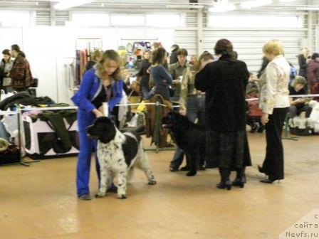 Фото: ньюфаундленд Mag Ispolin Carte Blanche for Piternyuf (Маг Исполин Карте Бланч фор Питерньюф), ньюфаундленд Smigar Shelkovaya Noch (Смигар Шелковая Ночь)