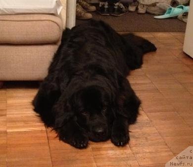 Фото: ньюфаундленд Bonni Flayt (Бонни Флайт)