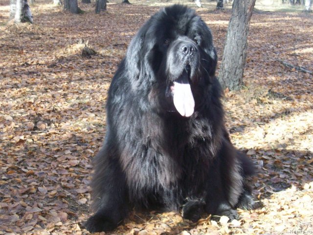 Фото: ньюфаундленд Karat iz Medvejyego Yara (Карат из Медвежьего Яра)