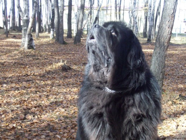 Фото: ньюфаундленд Karat iz Medvejyego Yara (Карат из Медвежьего Яра)