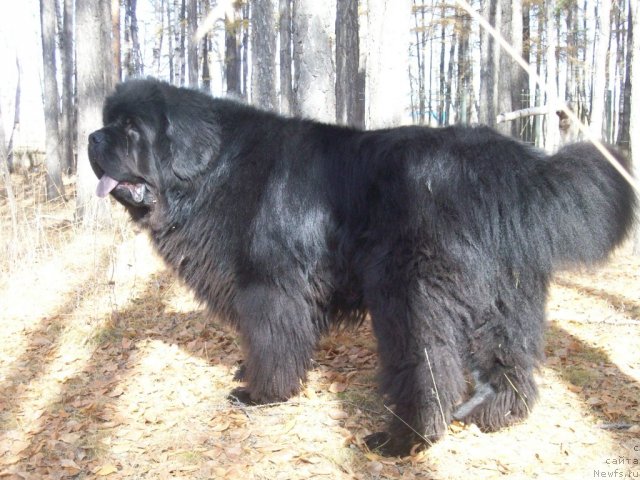 Фото: ньюфаундленд Karat iz Medvejyego Yara (Карат из Медвежьего Яра)