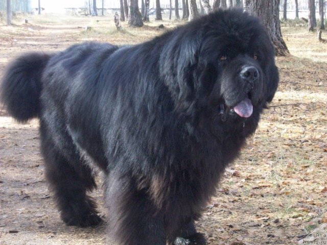 Фотография № 106323