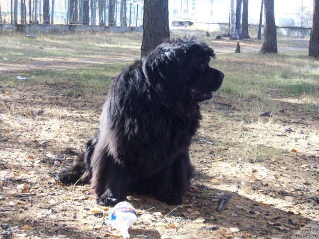 Фото: ньюфаундленд Yarada iz Sibirskoy Glubinki (Ярада из Сибирской Глубинки)