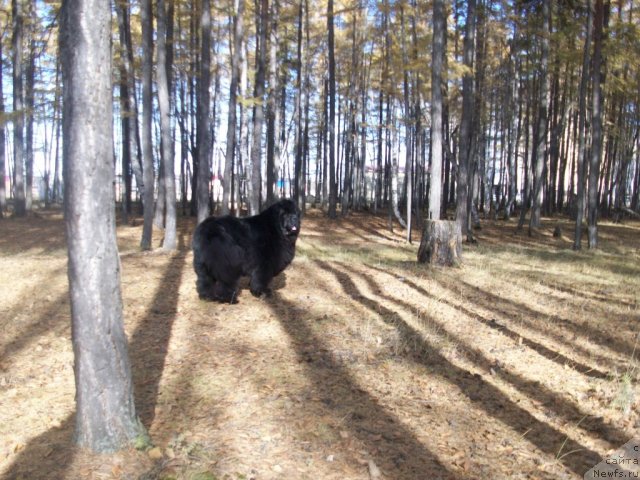 Фото: ньюфаундленд Yarada iz Sibirskoy Glubinki (Ярада из Сибирской Глубинки)