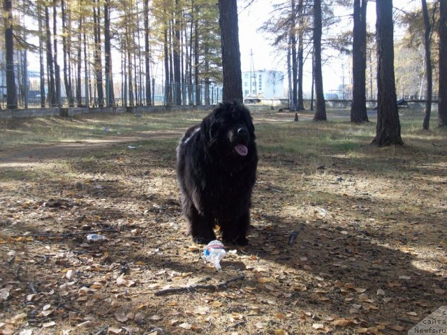 Фото: ньюфаундленд Yarada iz Sibirskoy Glubinki (Ярада из Сибирской Глубинки)