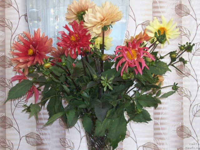 Фото: георгины