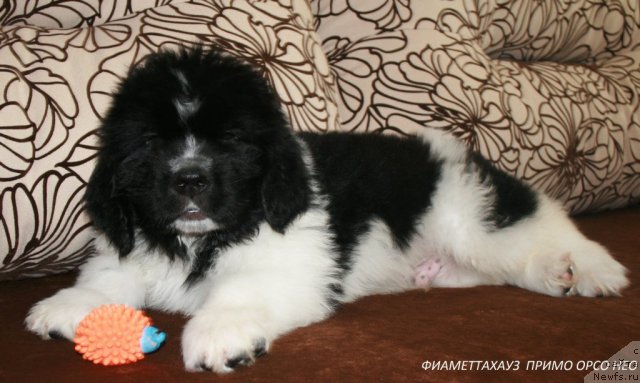 Фото: ньюфаундленд Fiamettahauz Primo Orso Neo (Фиаметтахауз Примо Орсо Нео)