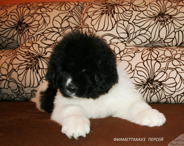 Фото: ньюфаундленд Fiamettahauz Persey (Фиаметтахауз Персей)