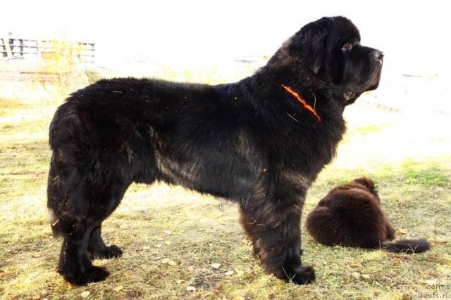 Фото: ньюфаундленд Beguschaya po Volnam Zero Kool (Бегущая по Волнам Зеро Коол)