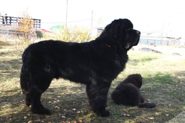 Фото: ньюфаундленд Beguschaya po Volnam Zero Kool (Бегущая по Волнам Зеро Коол)