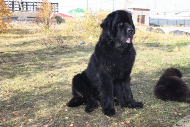 Фото: ньюфаундленд Beguschaya po Volnam Zero Kool (Бегущая по Волнам Зеро Коол)