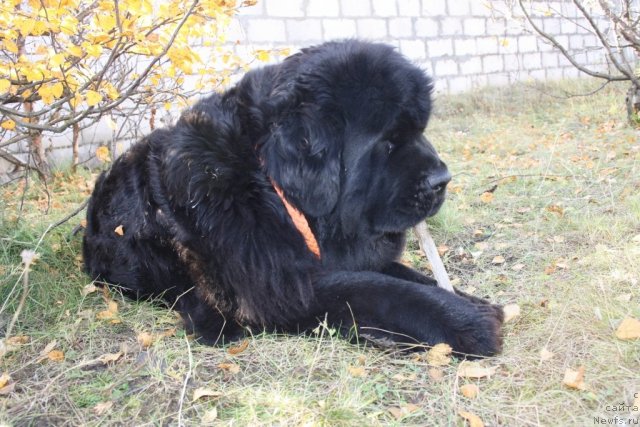 Фотография № 106342