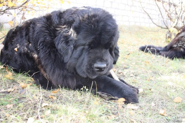 Фотография № 106343