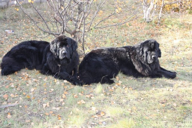 Фото: ньюфаундленд Gloriya Grand Blek (Глория Гранд Блек), ньюфаундленд Fortuna of Giant's Island