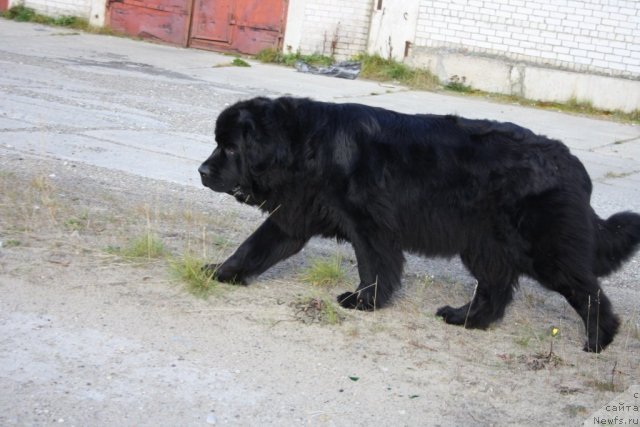 Фото: ньюфаундленд Gloriya Grand Blek (Глория Гранд Блек)