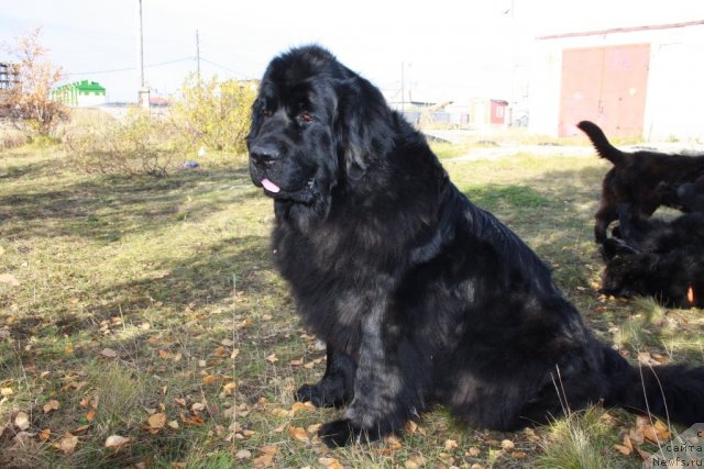 Фотография № 106348