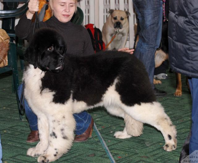 Фото: ньюфаундленд Eros Faundland