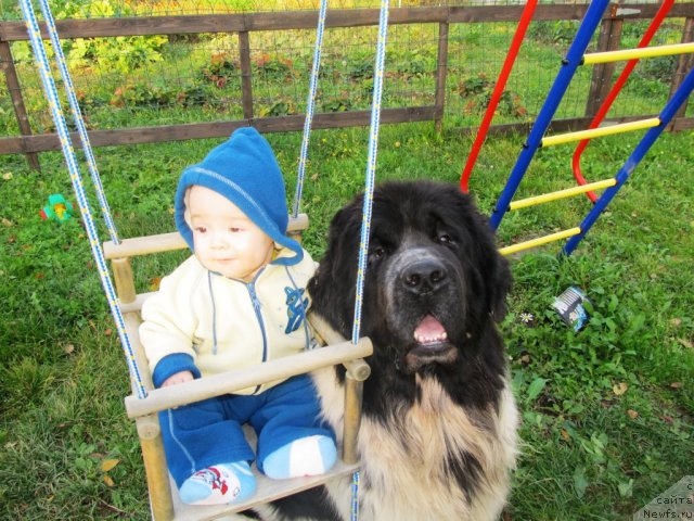 Фото: ньюфаундленд Super Bizon Ekaterinburg (Супер Бизон Екатеринбург), Роман Алексеевич