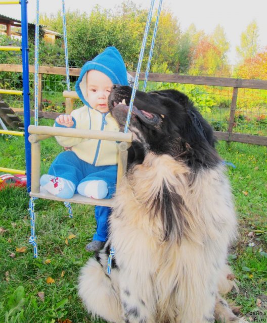 Фото: ньюфаундленд Super Bizon Ekaterinburg (Супер Бизон Екатеринбург), Роман Алексеевич