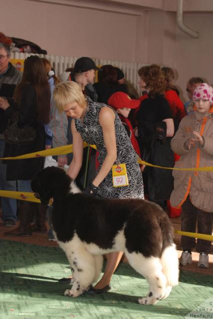 Фото: ньюфаундленд Eros Faundland