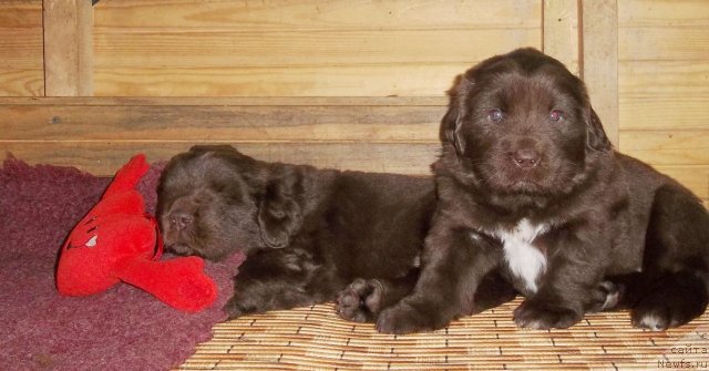 Фото: ньюфаундленд Aquatoriya Kelvin Happy Del Valle Largo (Акватория Келвин Хеппи Дель Валле Ларго), ньюфаундленд Aquatoriya Kelvin Heather Honey (Акватория Келвин Хизер Хани)