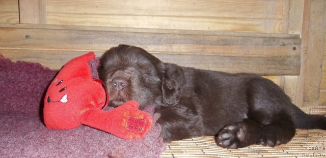 Фото: ньюфаундленд Aquatoriya Kelvin Happy Del Valle Largo (Акватория Келвин Хеппи Дель Валле Ларго)