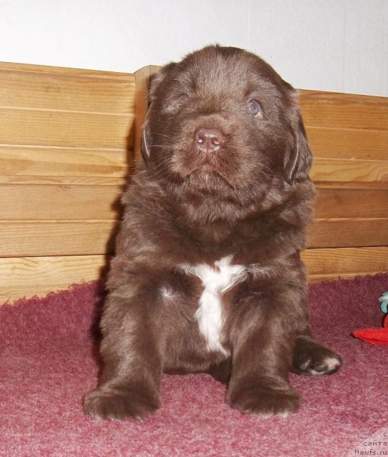 Фото: ньюфаундленд Aquatoriya Kelvin Heather Honey (Акватория Келвин Хизер Хани)