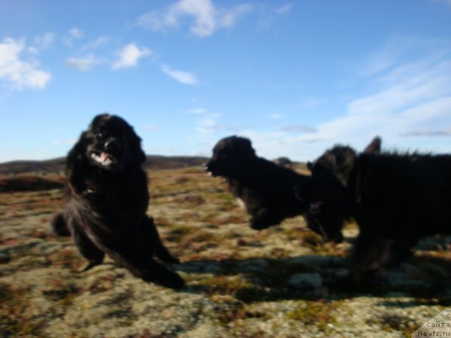 Фото: ньюфаундленд Abigal' Bomond (Абигаль Бомонд), ньюфаундленд Piternyuf Nota Bene (Питерньюф Нота Бене), ньюфаундленд Uyutnaya Dolina B'yutiful Star Favorit (Уютная Долина Бьютифул Стар Фаворит)